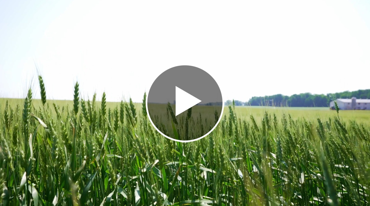 Property Video - Grass Drone